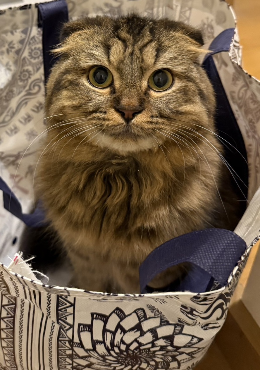 柄入りのバッグに座った茶色い猫